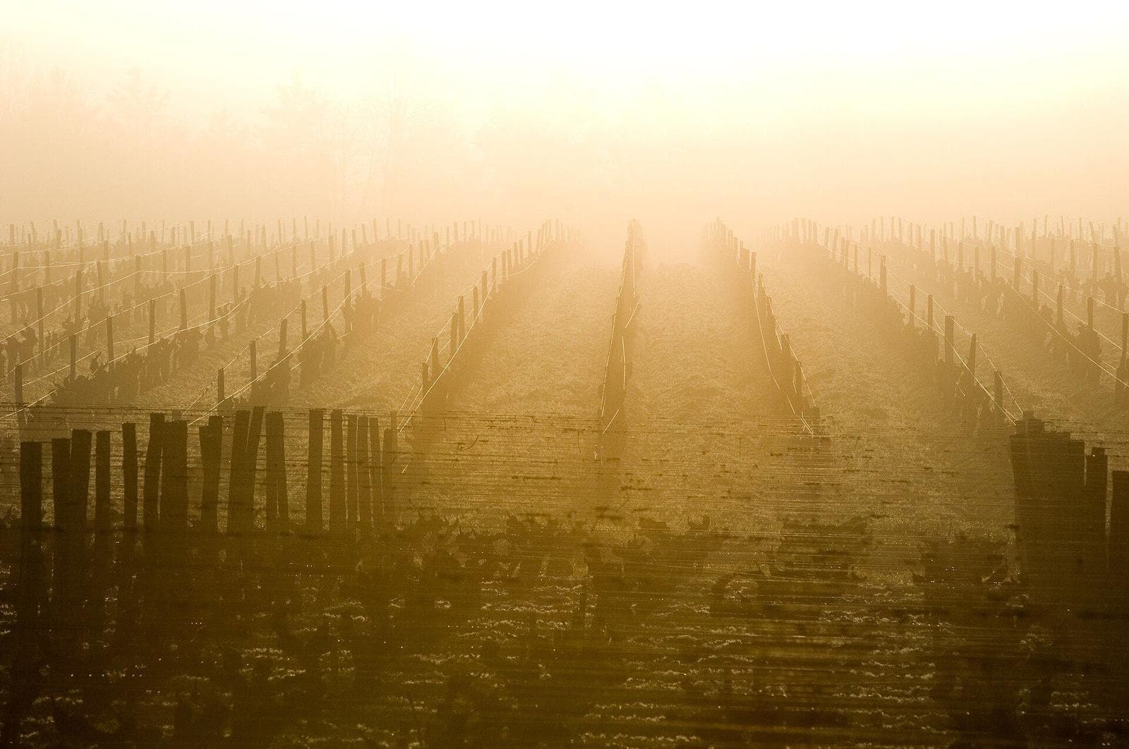Les vignes de Guiraud sous les brumes du Ciron, à Sauternes